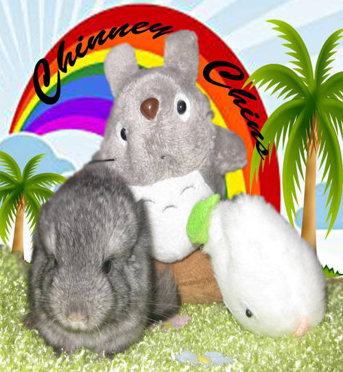 ChinneyChins's profile picture. We are Chinchilla lovers and we hope to spread our love to people around us!