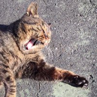 石郷岡 博（ジ 浅草コブラー） (@cobblerasakusa) Twitter profile photo