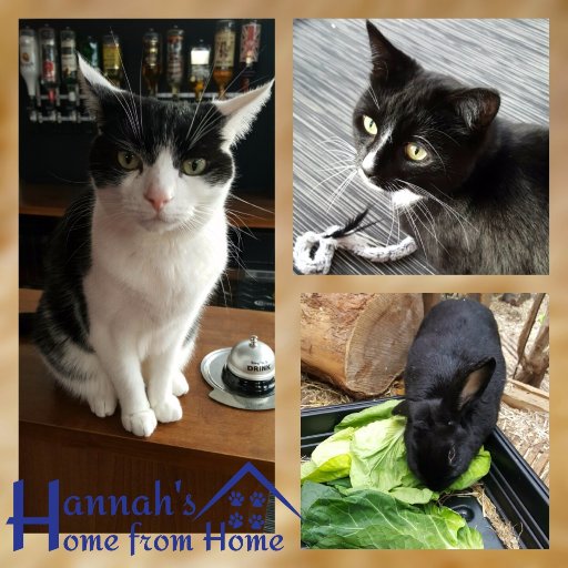 Offering bespoke Pet Care in Northampton. Fully insured, registered & CRB checked. Dog walking, Doggy Daycare, Cat and Small animal visits. Free consultations.