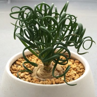 carrol_genie_'s profile picture. キャロルです