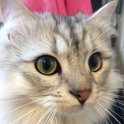 UX/UIデザインとかPMとかやってます。副業的にお仕事も受け付けてます。富山県黒部市が拠点で、ときどき東京に行ってます。