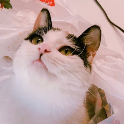 etoile800701's profile picture. No matter what they say /Iphone14pro /Fujifilm x100v /Sony RX1 /a shutterbug /팔로잉은 내맘대로. /고앵이가채고시다 /BTS만세 /르세라핌최고/뉴진스좋아