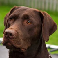 Brown Lab(@KBrownLab) 's Twitter Profile Photo