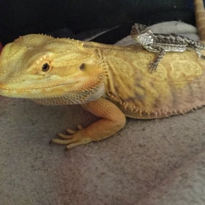 hey my name is candace and i live in calgary alberta with my husband and our zoo of pets...