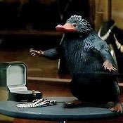 WantsTheShinys's profile picture. ''A mischievous, adorable creature who likes to steal shiny things. They have a magical pouch that allows them to store their treasures.'' [#FBAWTFT]