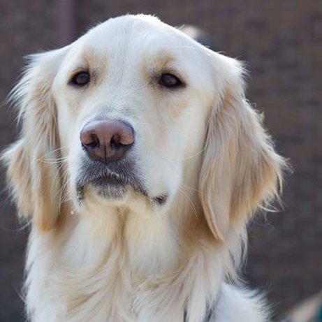 Hi! I work as a Rehabilitative Facility Dog with the UNC Sports Medicine. I am the Medical Alert Assistance Dog of the one of the Athletic Trainer’s.