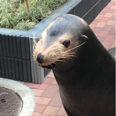 サッカー 音楽 子育て お馬さん