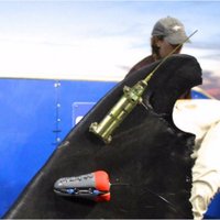 Mary Lee the shark (@maryleeshark) 's Twitter Profile