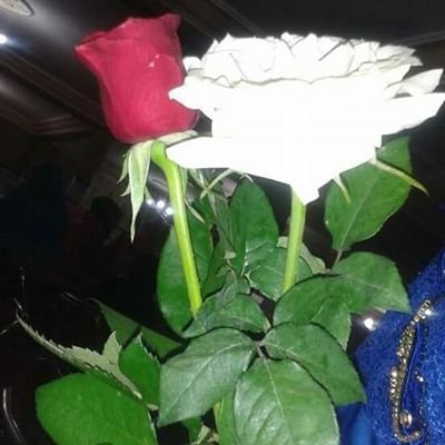 abdellahverctra's profile picture. hello