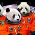 First Panda in Space (@nub) Twitter profile photo First Panda in Space (@nub) Twitter profile photo