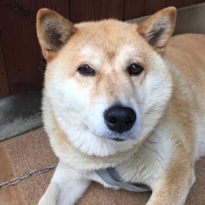 愛犬ももっちさん（元保護犬。推定年齢15歳の雌の柴犬）と一緒に暮らしていましたがももっちさんは   2021年1月27日に虹の橋を渡ってしまいました🙏🏻