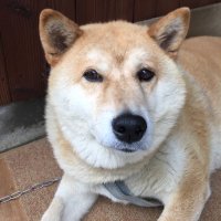 しょっちさん (@shochu2013) 's Twitter Profile