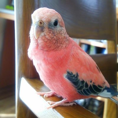 鳥類は骨まで愛しているインコ好き。アキクサインコのモモ♂(2015.2生)大型セキセイのソラ♂(2021.11.14生)と暮らしてます🐥オカメのはー、セキセイのチロ、マメルリハの琥珀はお空へ。お気軽に話しかけてくださいね。
梶浦由記さんの音楽が大好き♪
ハンドメイドが趣味で、最近は刺繍に凝ってます🎵