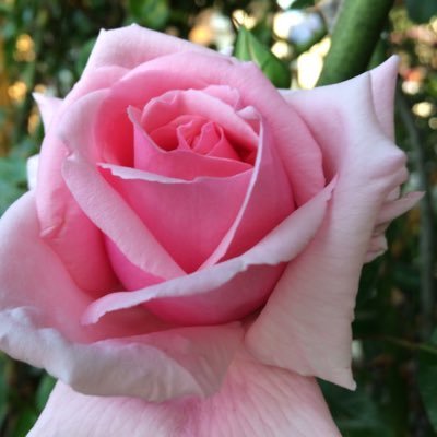 羽衣 正面のアーチ 3種類の薔薇を誘引してあります 遅咲きのスーパーエクセルサが咲き出してやっと揃いましたよ ナエマもポールマッカトニーも綺麗なのに暑さですぐ散っちゃうわ 羽衣 正面のアーチ 3種類の薔薇を誘引してあります 遅咲きのスーパーエクセルサが咲き出してやっと揃いましたよ ナエマもポールマッカトニーも綺麗なのに暑さですぐ散っちゃうわ