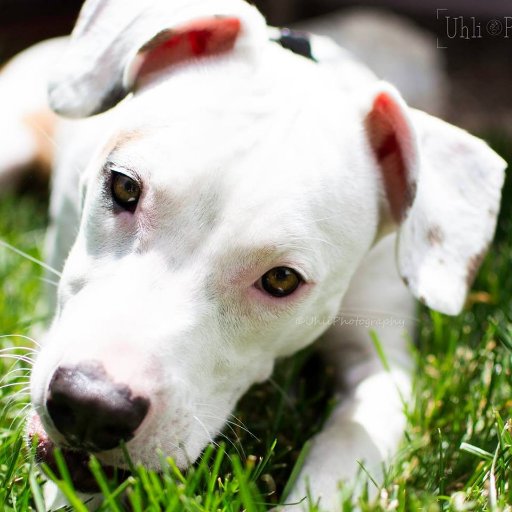 UhliPhoto's profile picture. Pet & Family Portraits in Colorado