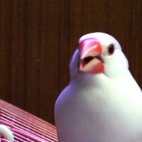 dennis.yc (@dennisyang) 's Twitter Profile