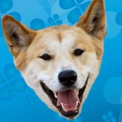 Sue Dingoさんのプロフィール画像