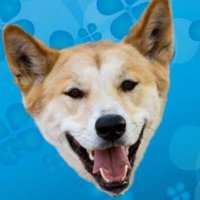 Sue Dingo (@dingosue) 's Twitter Profile