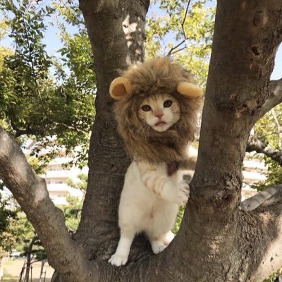 受験がんばろ！ とりあえず勉強！！