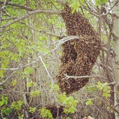 wildbeehoneyab's profile picture. We are a small scale honey bee apiary in James River Bridge, Alberta, Canada 💑 Instagram @wildbeeapiaries 🐝 #beekeeping #honeybees #Alberta
