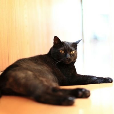 スナップ、ポートレートなどの写真を撮ってます。 街中スナップポートレートのモデルさん、募集中です。
猫も撮ってます。