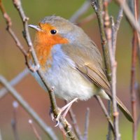 UK Wildlife (@wildlifeintheuk) 's Twitter Profile