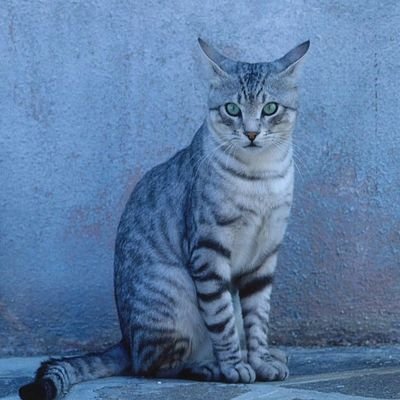 IAmFeatherwing's profile picture. I Dream Of Cats With Stars In Their Fur~
Embrace What You Can Find In The Shadows, For Only They Can Clear The Sky~
Love Warrior Cats Forever~