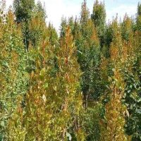 مبادل يمني (@rrjcemujfn6h1xm) Twitter profile photo