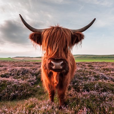 highland cows highland cows twitter