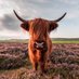 Highland Cows (@Highland_Cows) Twitter profile photo