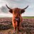 Highland_Cows