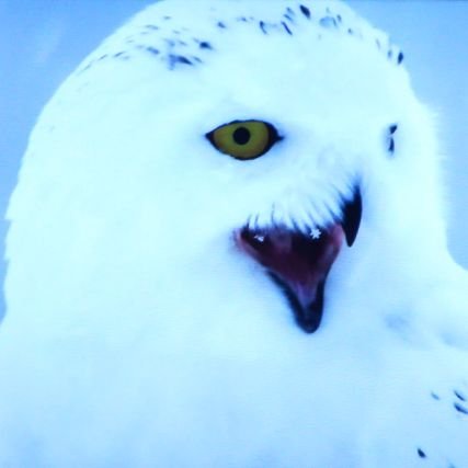 しろふくろう Ttrkne Ori Twitter