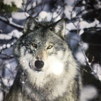 Vin Raptor (@vescinta) 's Twitter Profile