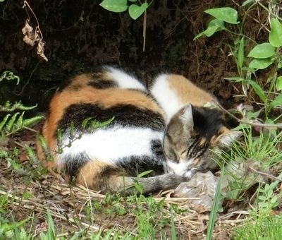 基本ROMアカウント。旅行、献血、旧ソ連、時々料理についての備忘録的なつぶやきと、感想のツイートのみ。元機械系技術者。今は偽術者。