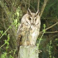 Alison Ritchie (@amrfcr) 's Twitter Profile