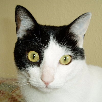 I´m the male cat of children´s picture book author illustrator Melinda K. Trotter. I was rescued off the street as a sick starving kitten but look at me now!