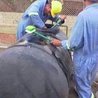 أمجاد السعد (@abalazzhut55) 's Twitter Profile