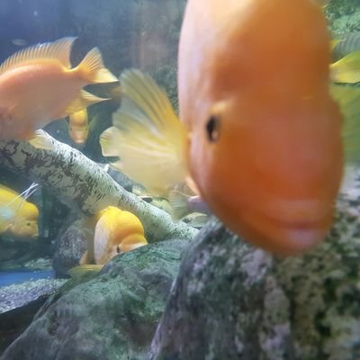 JustKeepSwiminn's profile picture. I'm about as dangerous as a Koala Bear. And just as insane. I'm only witty in bulk.