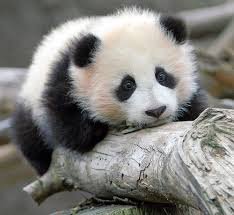 II_Panda_'s profile picture. I'm a Panda