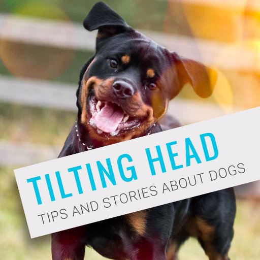 We are growing website about dogs and about life with dog. We support mindset: Adopt don't Buy. Like: https://t.co/y6skVxC38F Insta @tilting_head