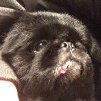 ドテチン (@ggykrm) Twitter profile photo