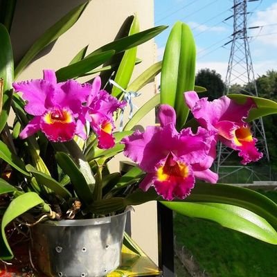 Orchid home grower in Colombia. Check my orchid videos and more! ¡Se habla español!