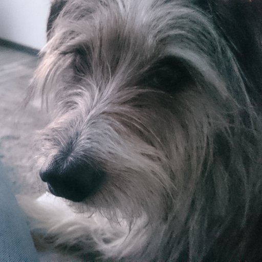 Herr_Fussel's profile picture. Spanischer Badner, Gourmet/Gourmand, dackelblütig. Der Name ist Programm.