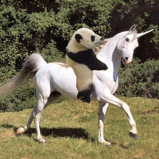 pandacorn4U's profile picture. 