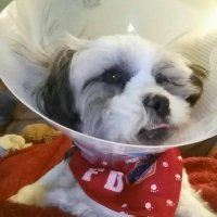 Dog tweets World (@chesterbtchest1) 's Twitter Profile