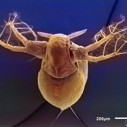 Eco-Evo-Devo, Crustacea, cladocerans, Developmental plasticity