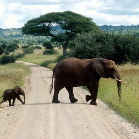 Whether you want to trek to the summit of Kilimanjaro, witness the migration of wildebeest in the Serengeti or experience the ancient culture of the noble Maasa