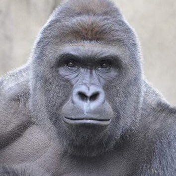 FrostedTibs's profile picture. 