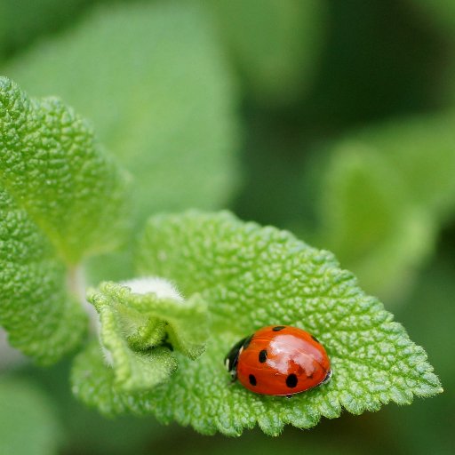 Association La Tête dans les Orties, on parle #nature, #plante sauvage et #culture #alternative.