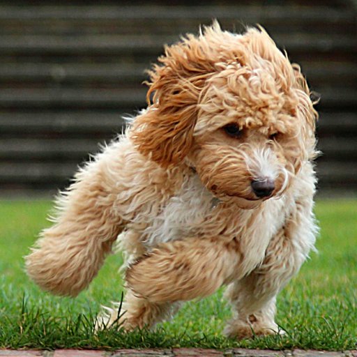 Fun and professional photographs of your best canine friend.
Specialising in action shots and montage images to show off the true personality of your Dog.